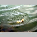 Kozlov 2.4.2008. -6.JPG